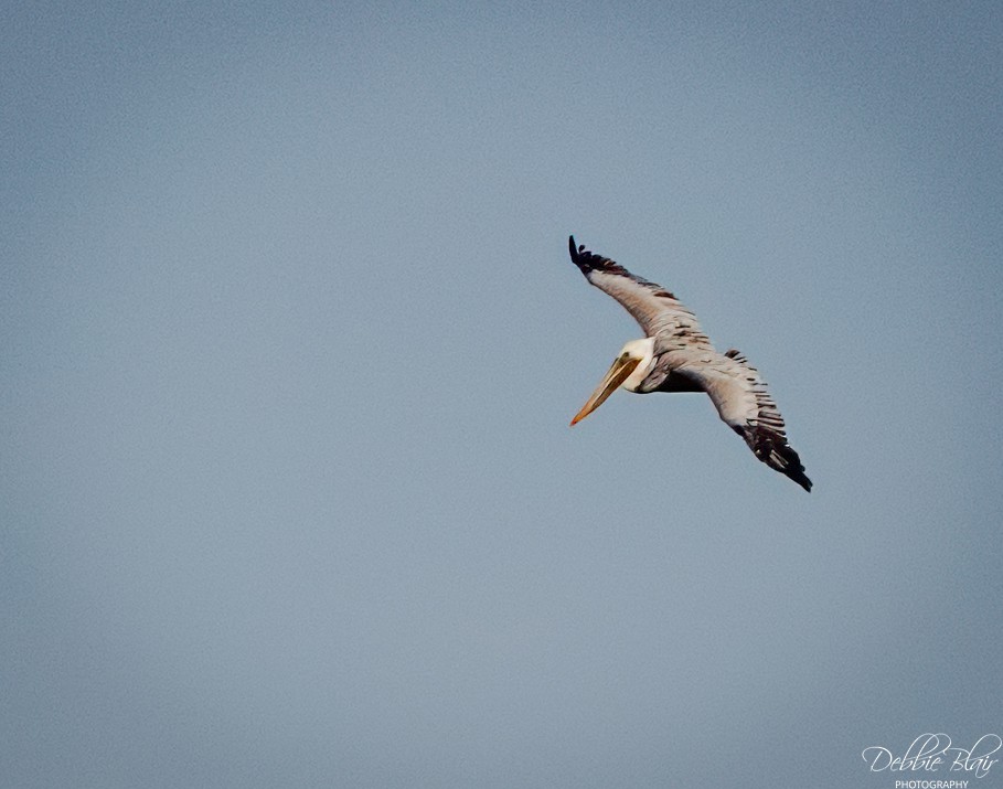 Brown Pelican - ML646707424