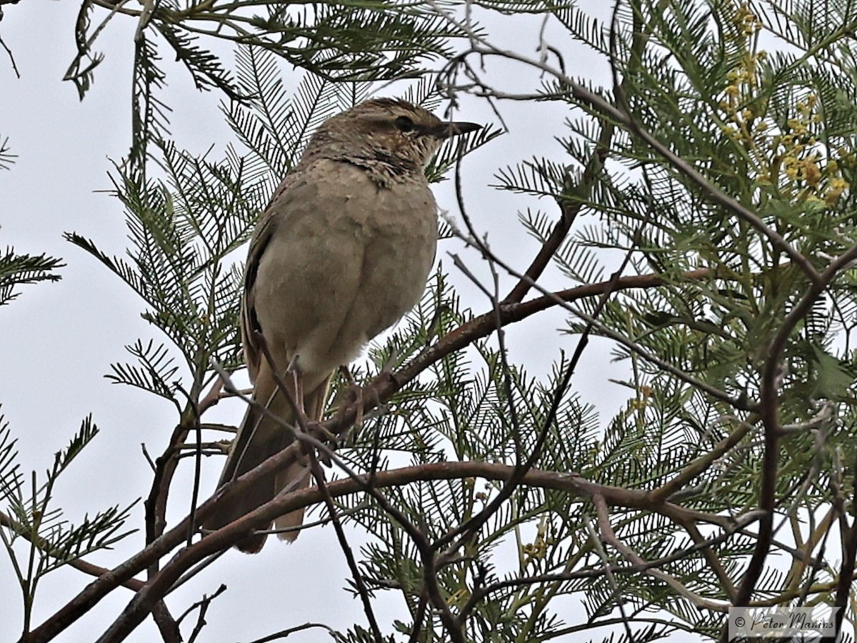 Rufous Songlark - ML646707426