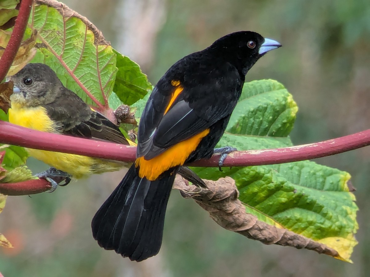 Flame-rumped Tanager - ML646707429