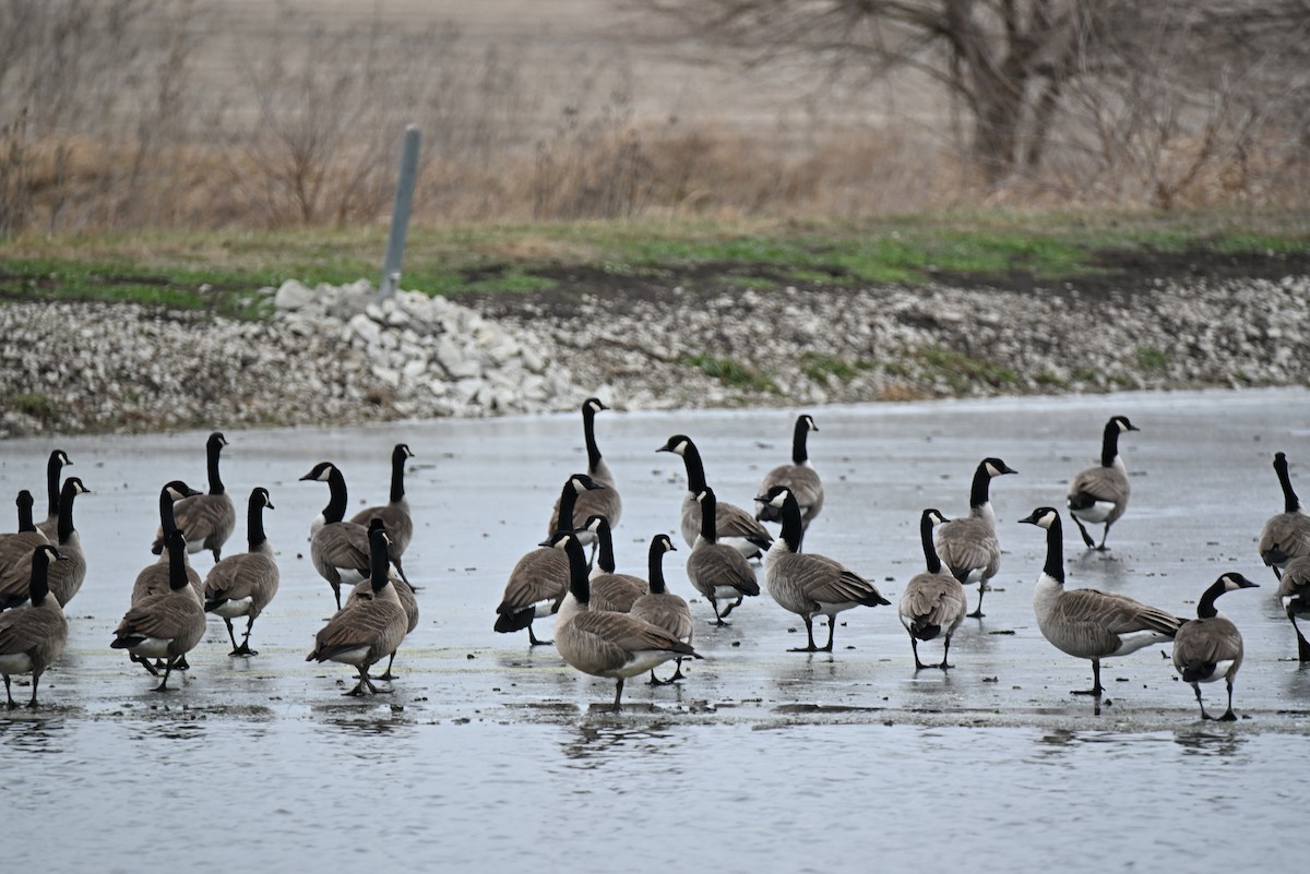 Canada Goose - ML646707430