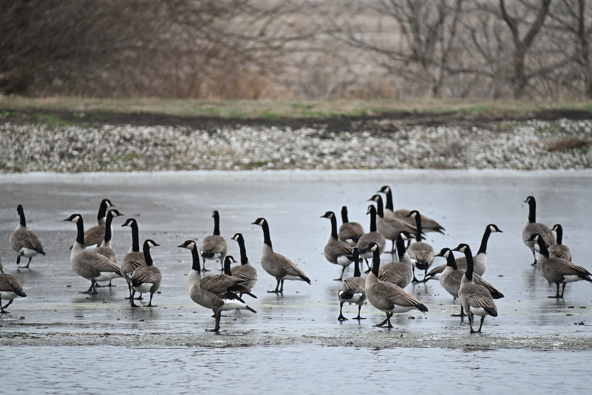 Canada Goose - ML646707431