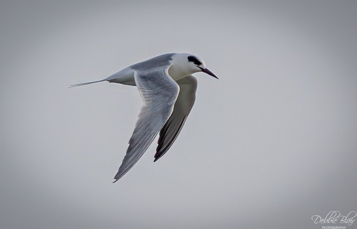 Forster's Tern - ML646707433