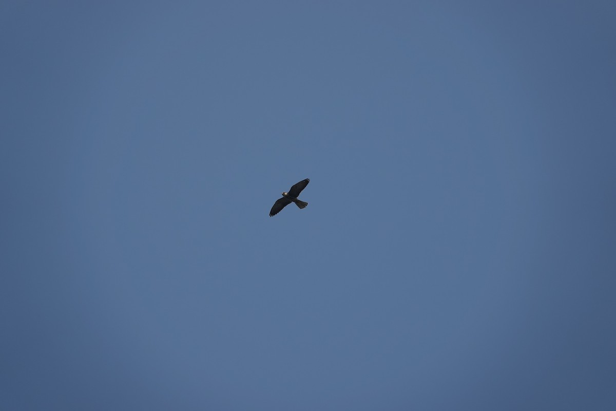 Amur Falcon - ML646707434