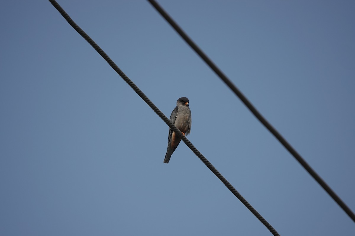 Amur Falcon - ML646707435