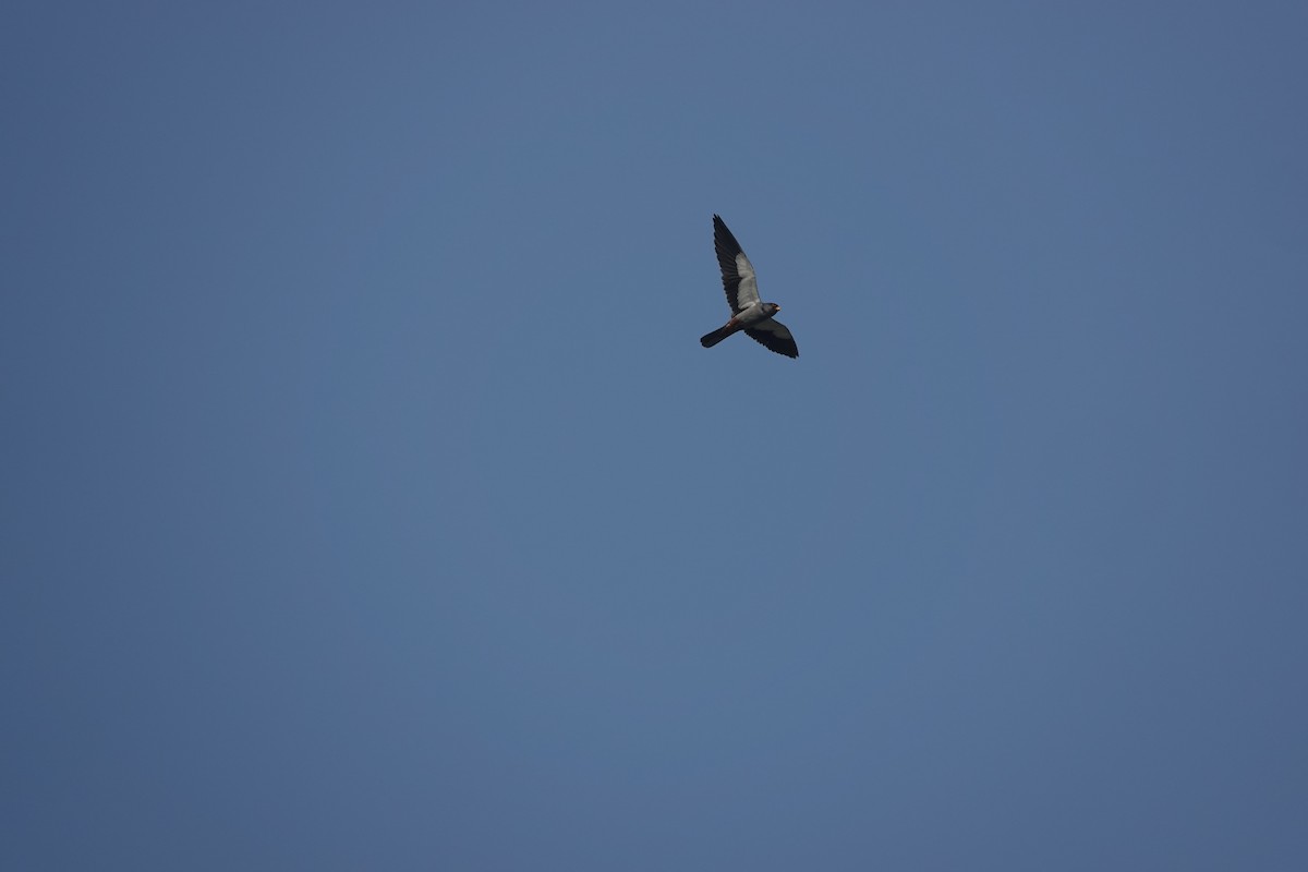 Amur Falcon - ML646707436