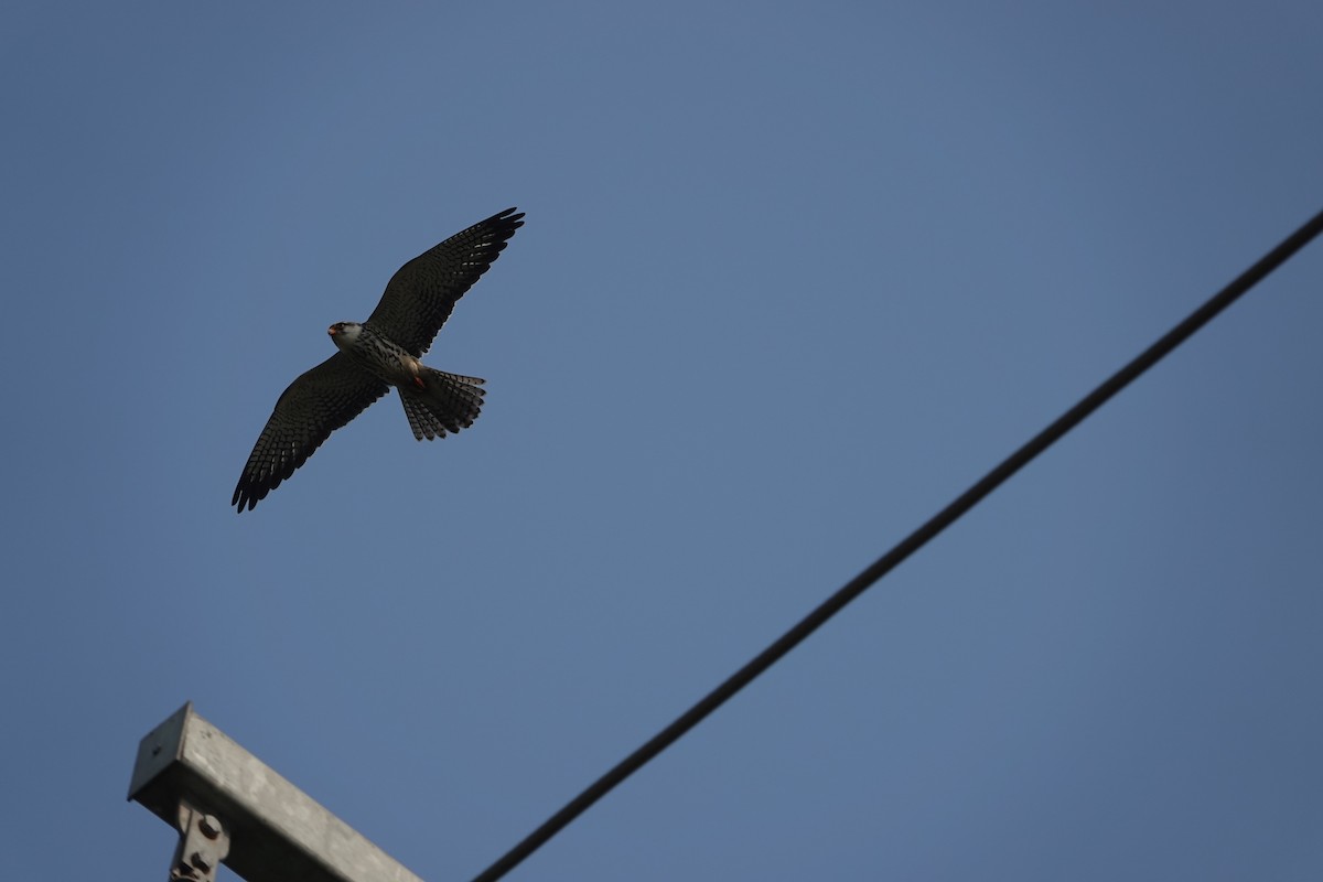 Amur Falcon - ML646707437