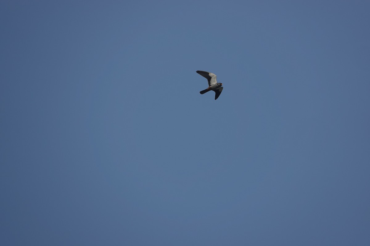 Amur Falcon - ML646707438