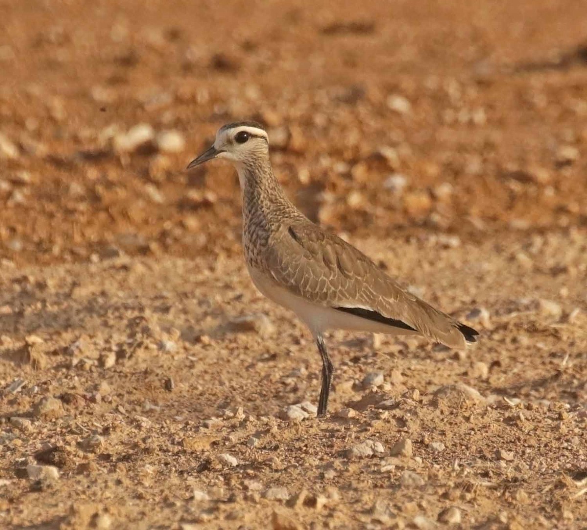 Sociable Lapwing - ML646707439