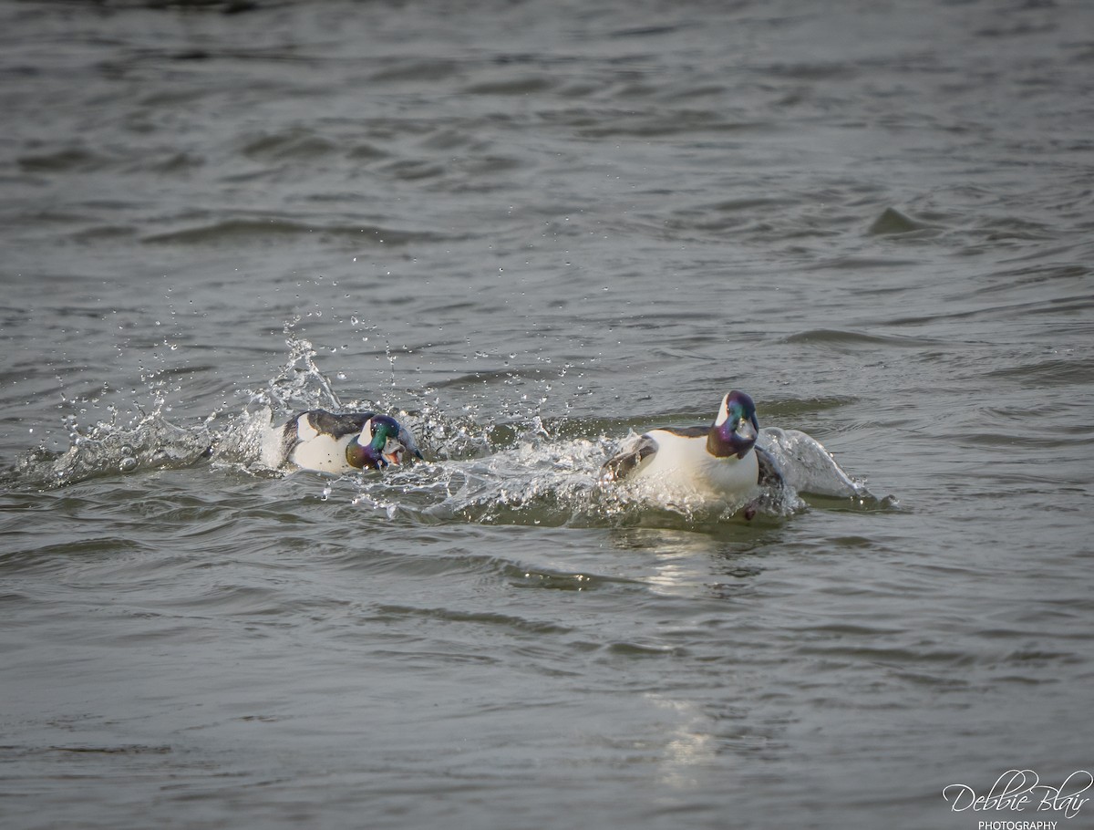 Bufflehead - ML646707441