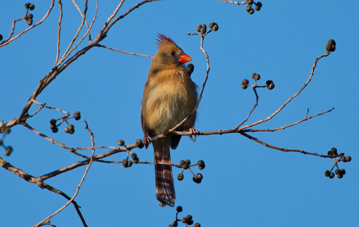 Northern Cardinal - ML646707442