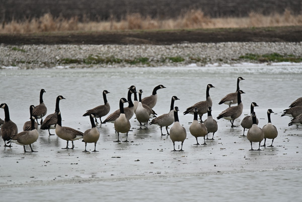 Canada Goose - ML646707443