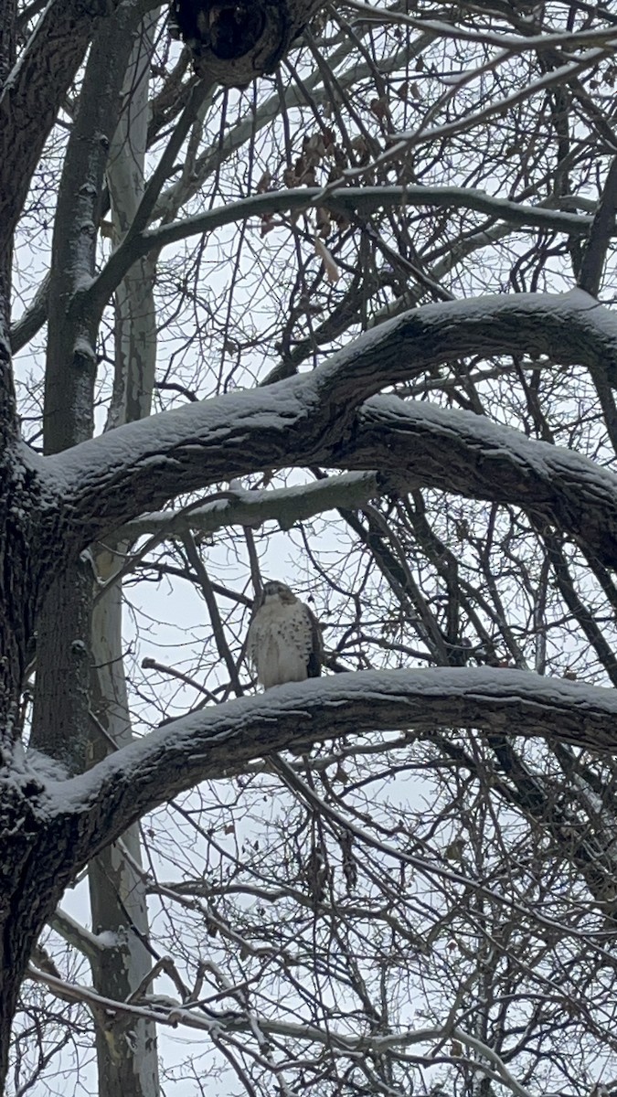 Red-tailed Hawk - ML646707445