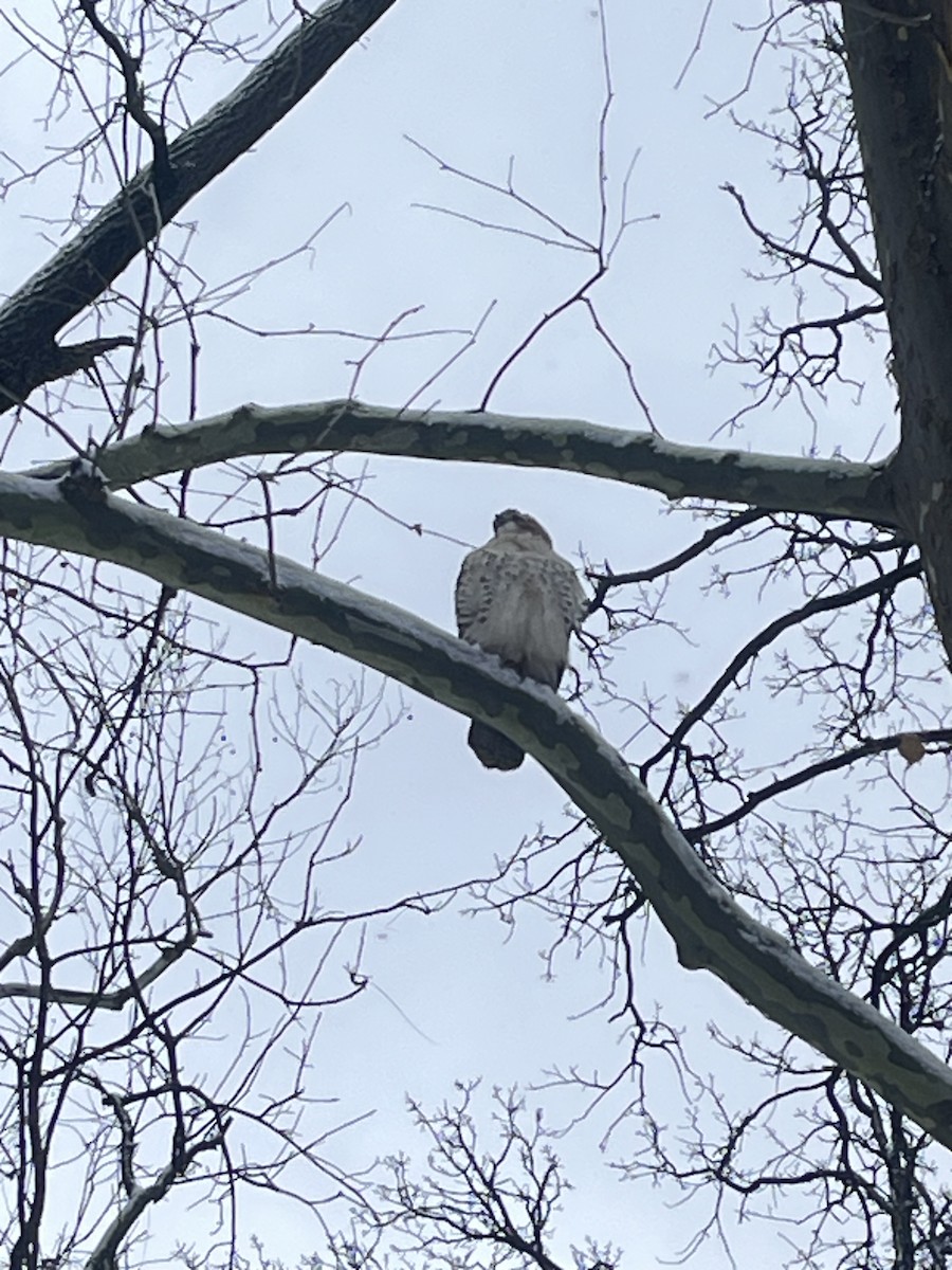 Red-tailed Hawk - ML646707446
