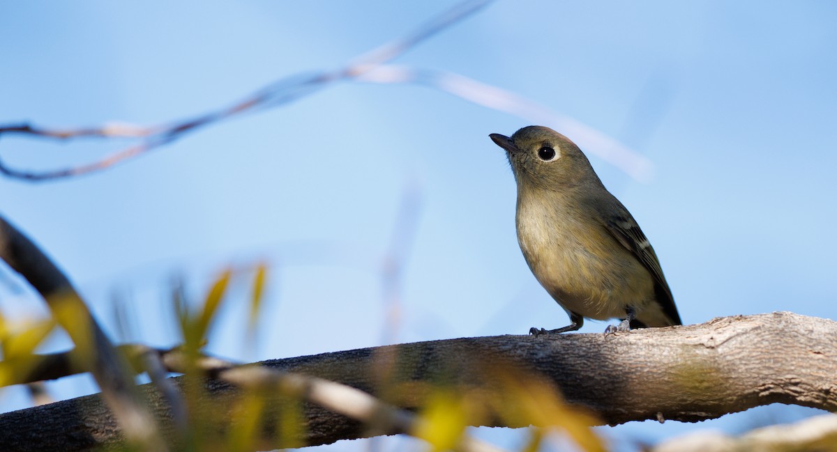 Hutton's Vireo (Interior) - ML646707447