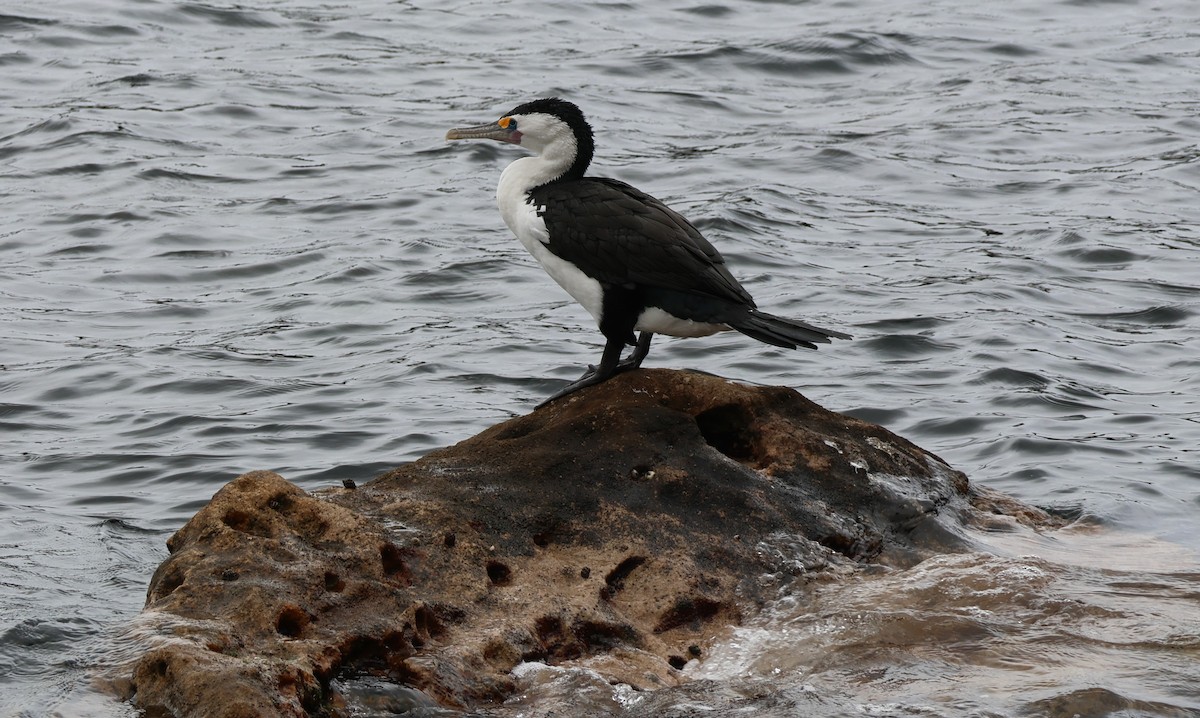 Pied Cormorant - ML646707448