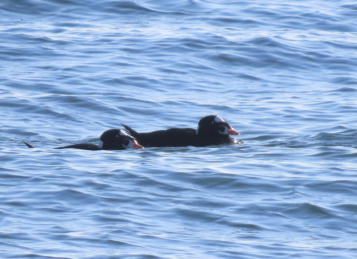 Surf Scoter - ML646707452