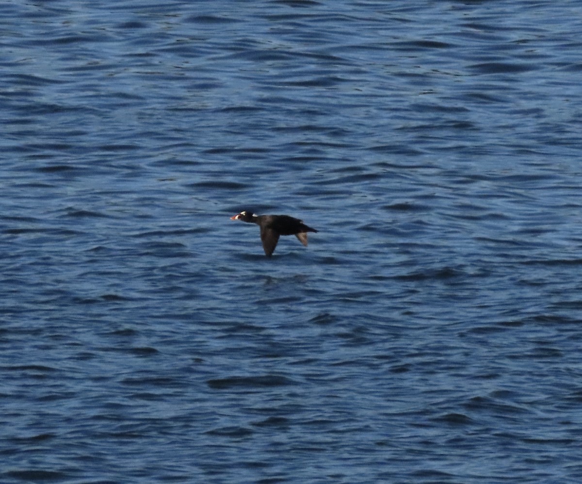 Surf Scoter - ML646707453