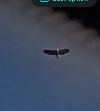 Bald Eagle - ML646707454