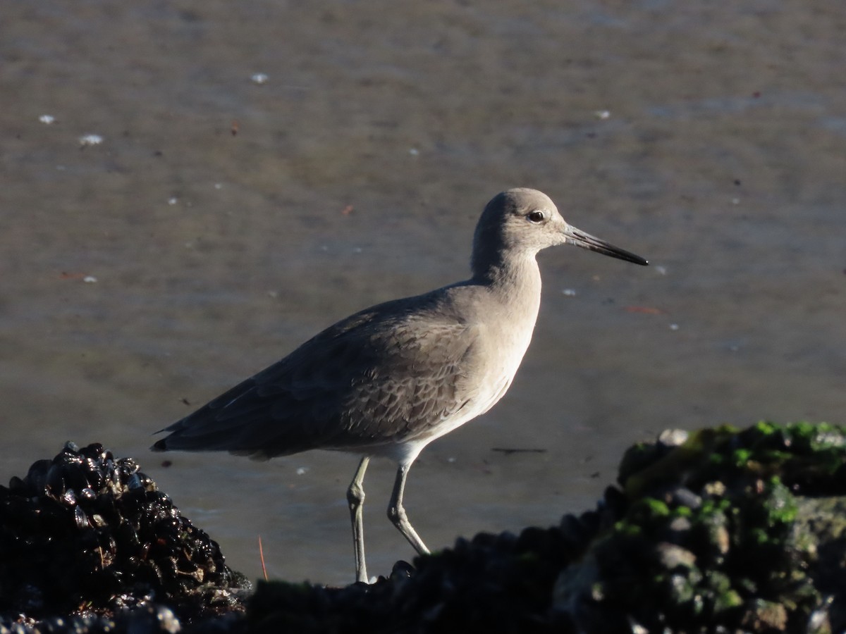 Kuliska erdipalmatua - ML646707460