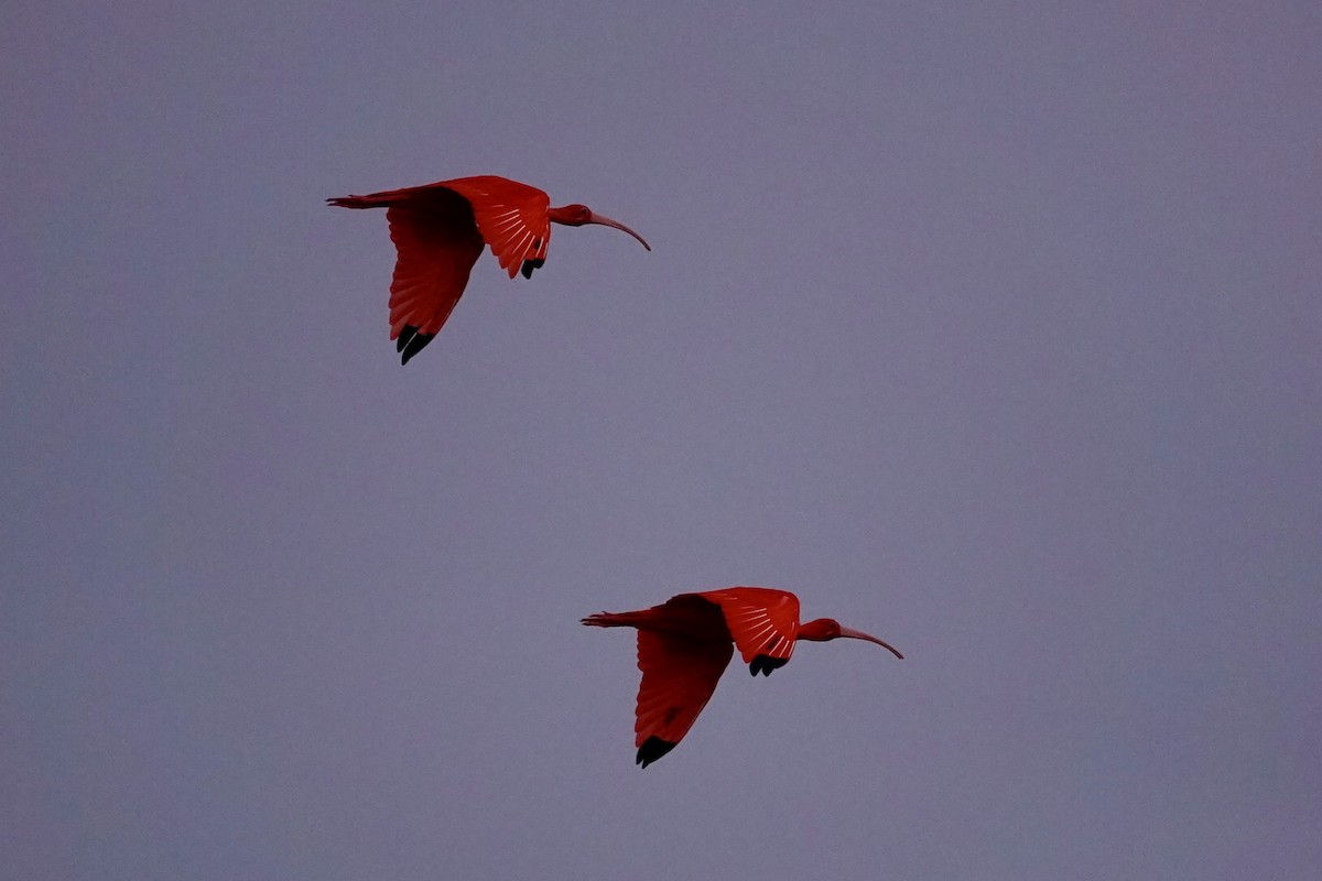 Scarlet Ibis - ML646707461