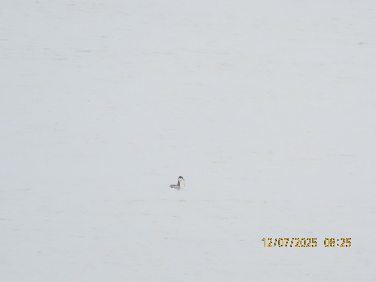 Txilinporta urrebelarria - ML646707463