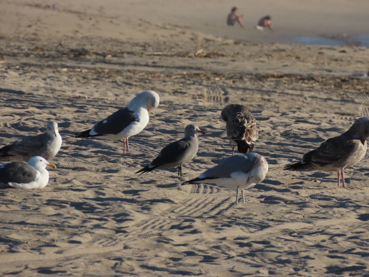 Heermann's Gull - ML646707468