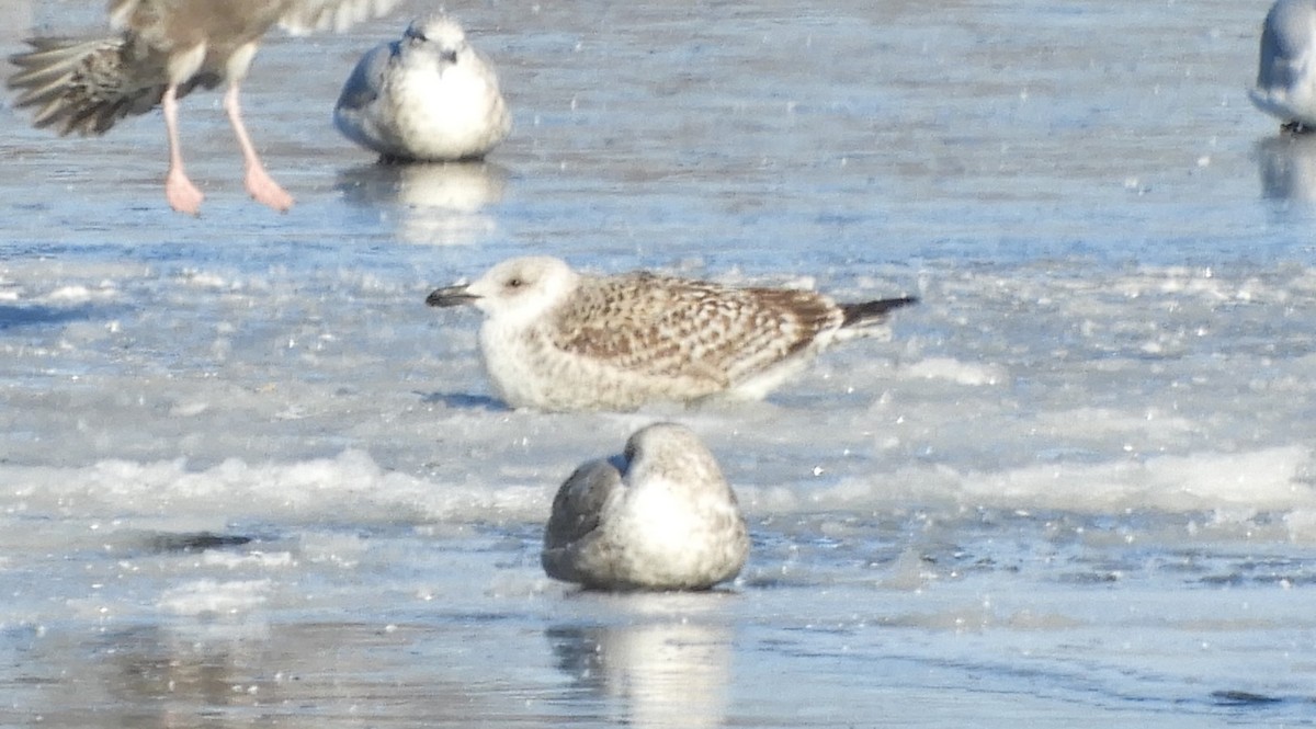 Great Black-backed Gull - ML646707469