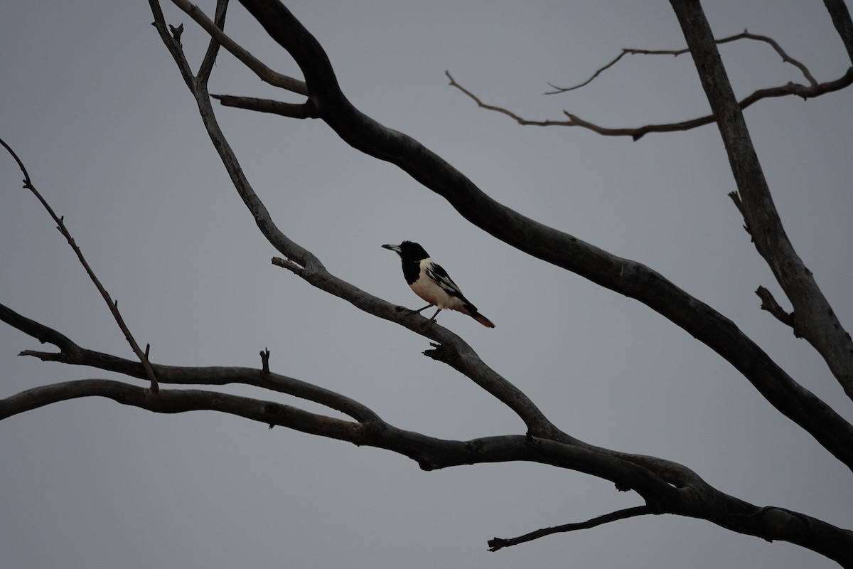 Pied Butcherbird - ML646707471