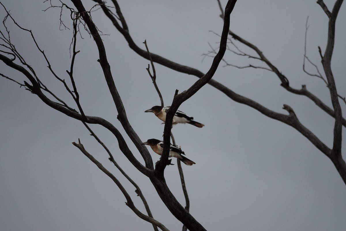 Pied Butcherbird - ML646707472