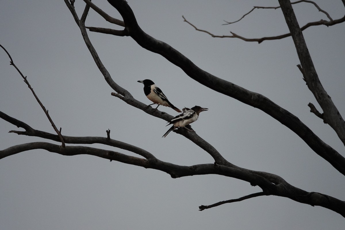 Pied Butcherbird - ML646707473