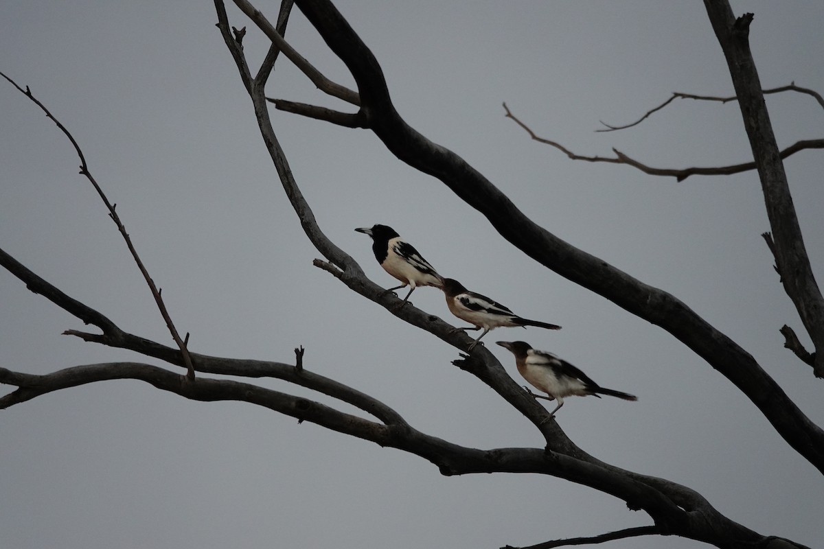 Pied Butcherbird - ML646707474