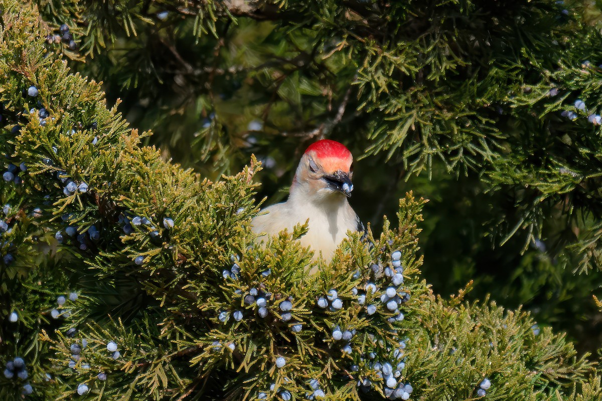 Red-bellied Woodpecker - ML646707483