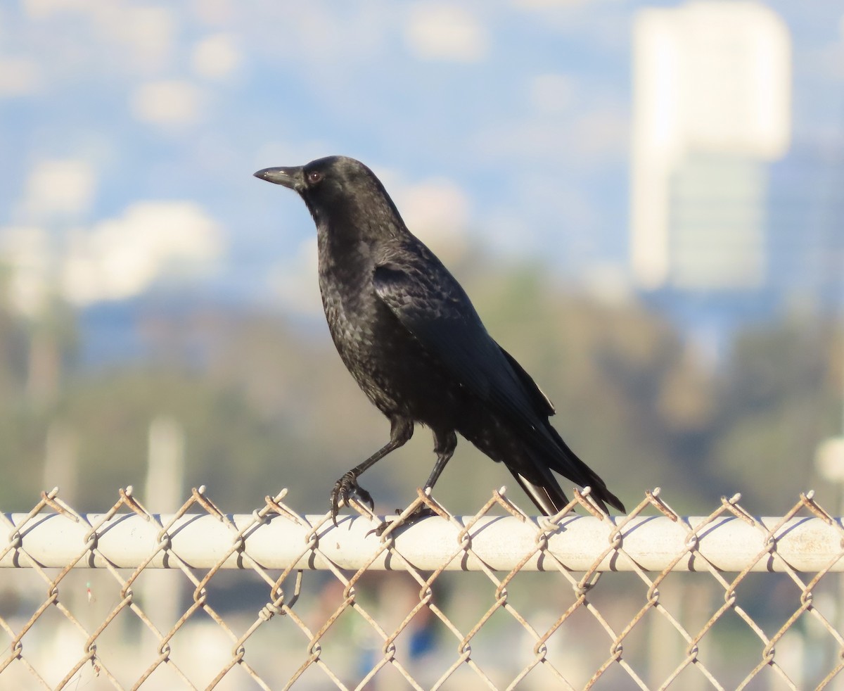 American Crow - ML646707491