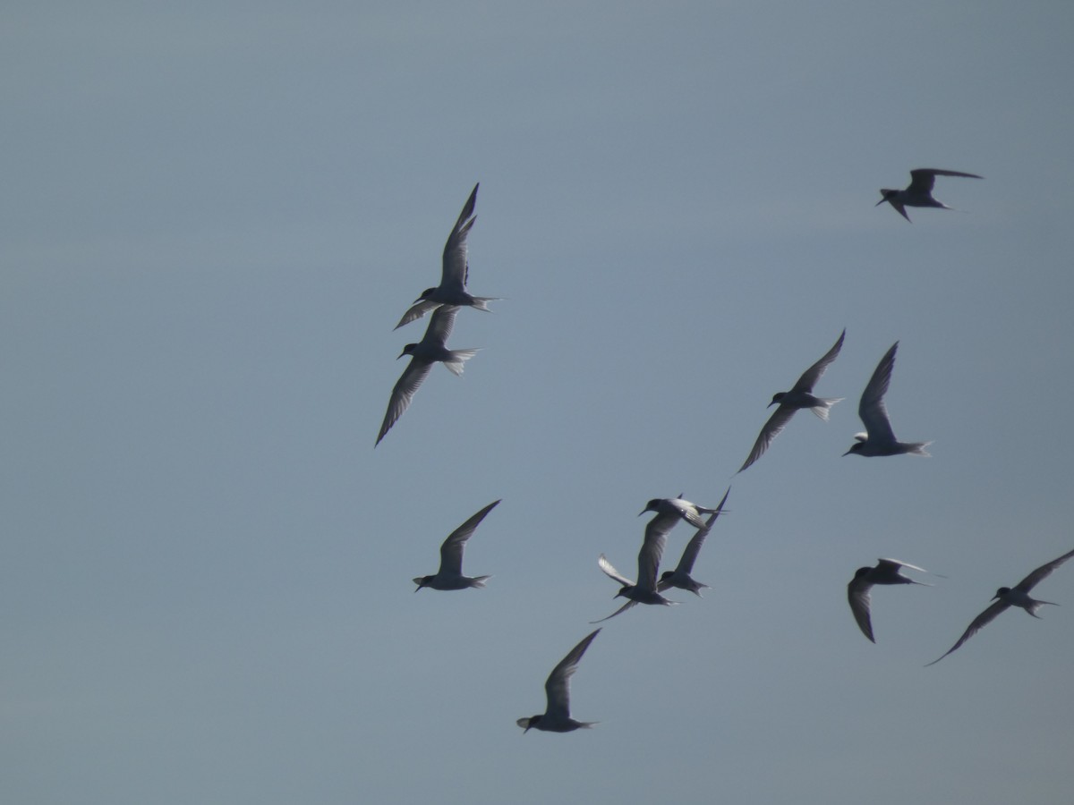 Common Tern - ML646707492