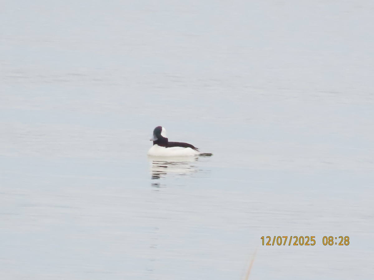 Murgilari buruzuria - ML646707493