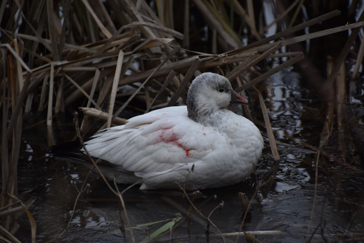 Ross's Goose - ML646707495