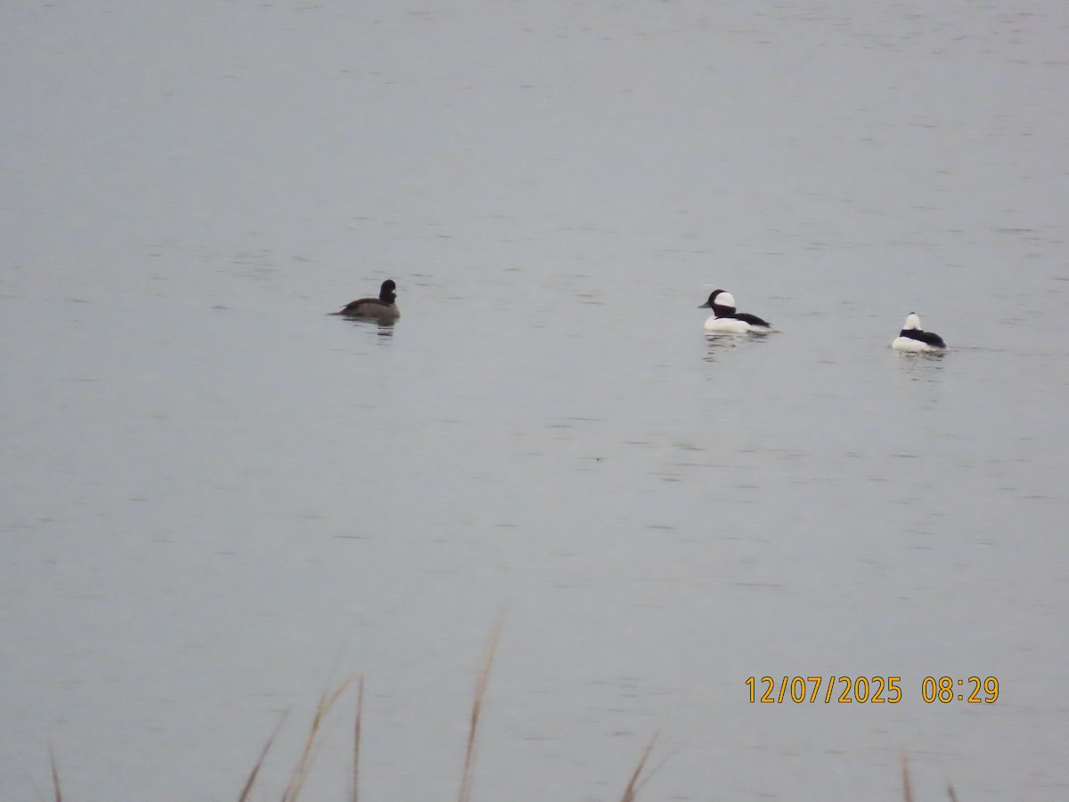 Murgilari buruzuria - ML646707501