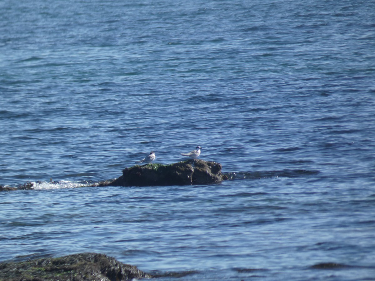 Common Tern - ML646707504