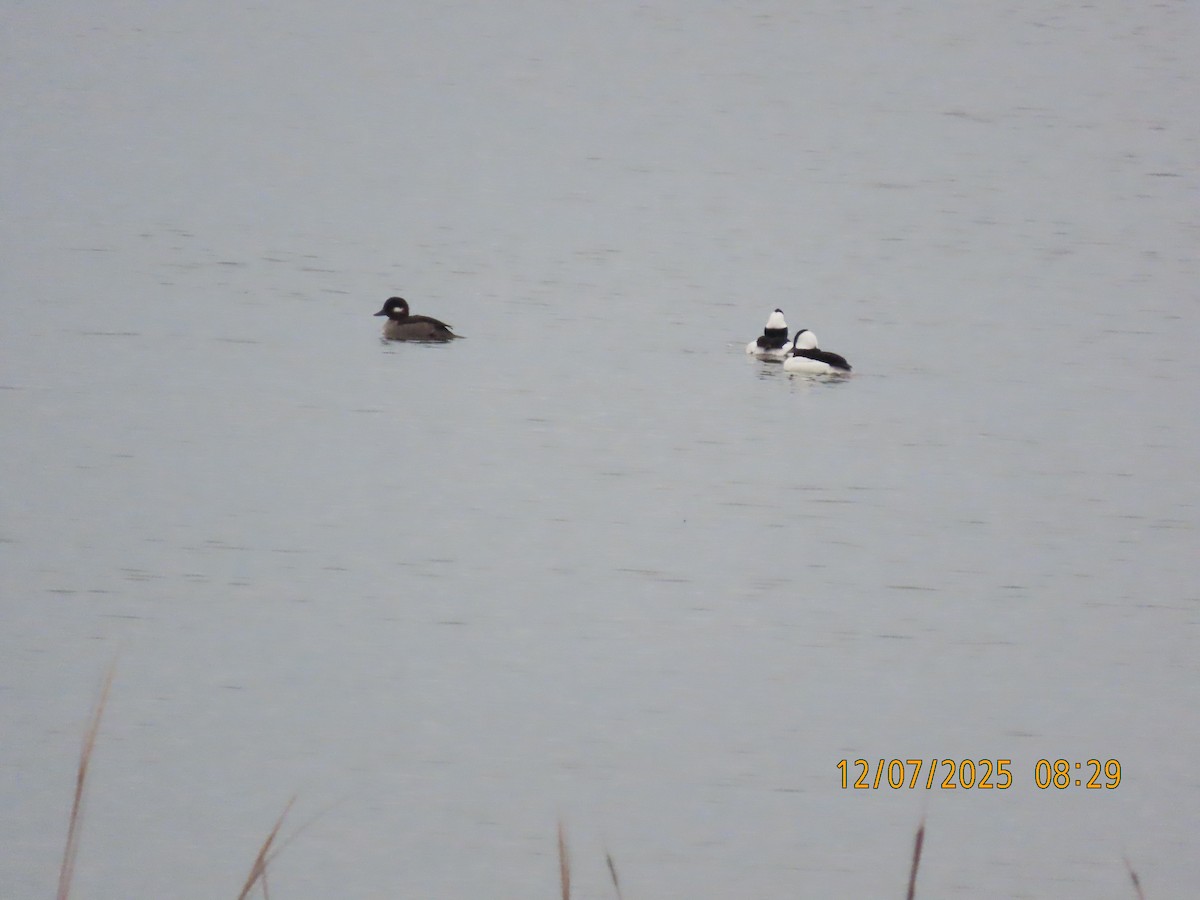 Murgilari buruzuria - ML646707506