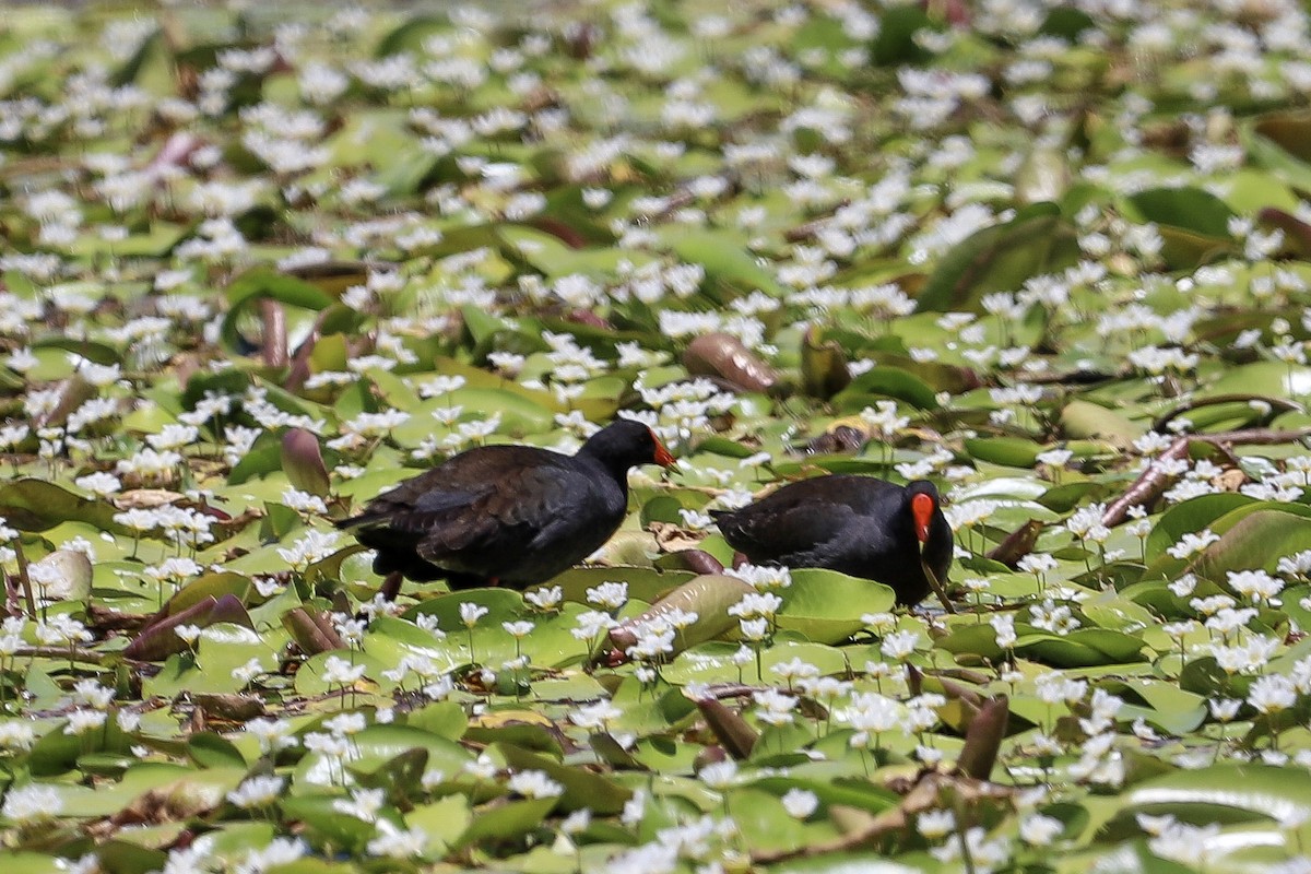 Dusky Moorhen - ML646707510