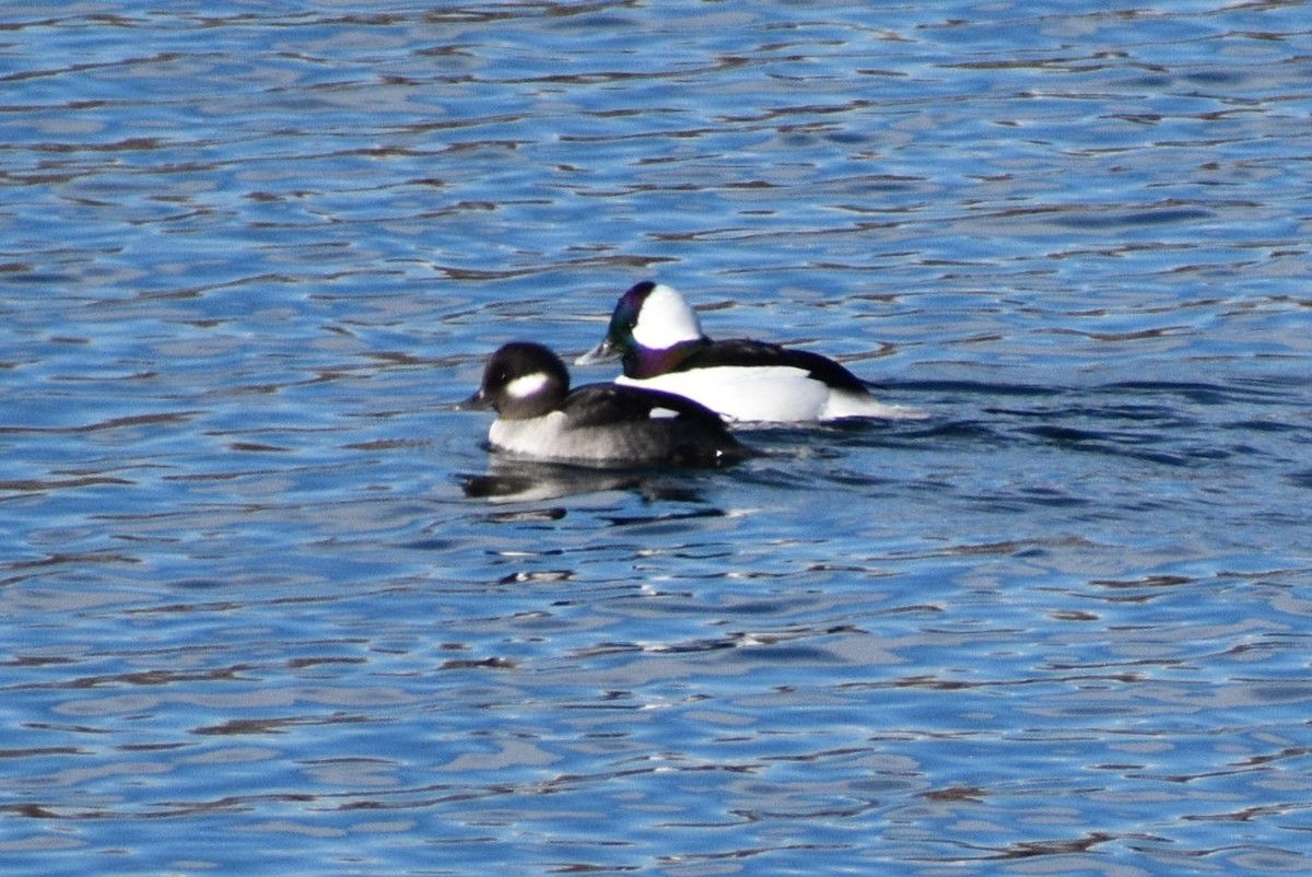 Bufflehead - ML646707511