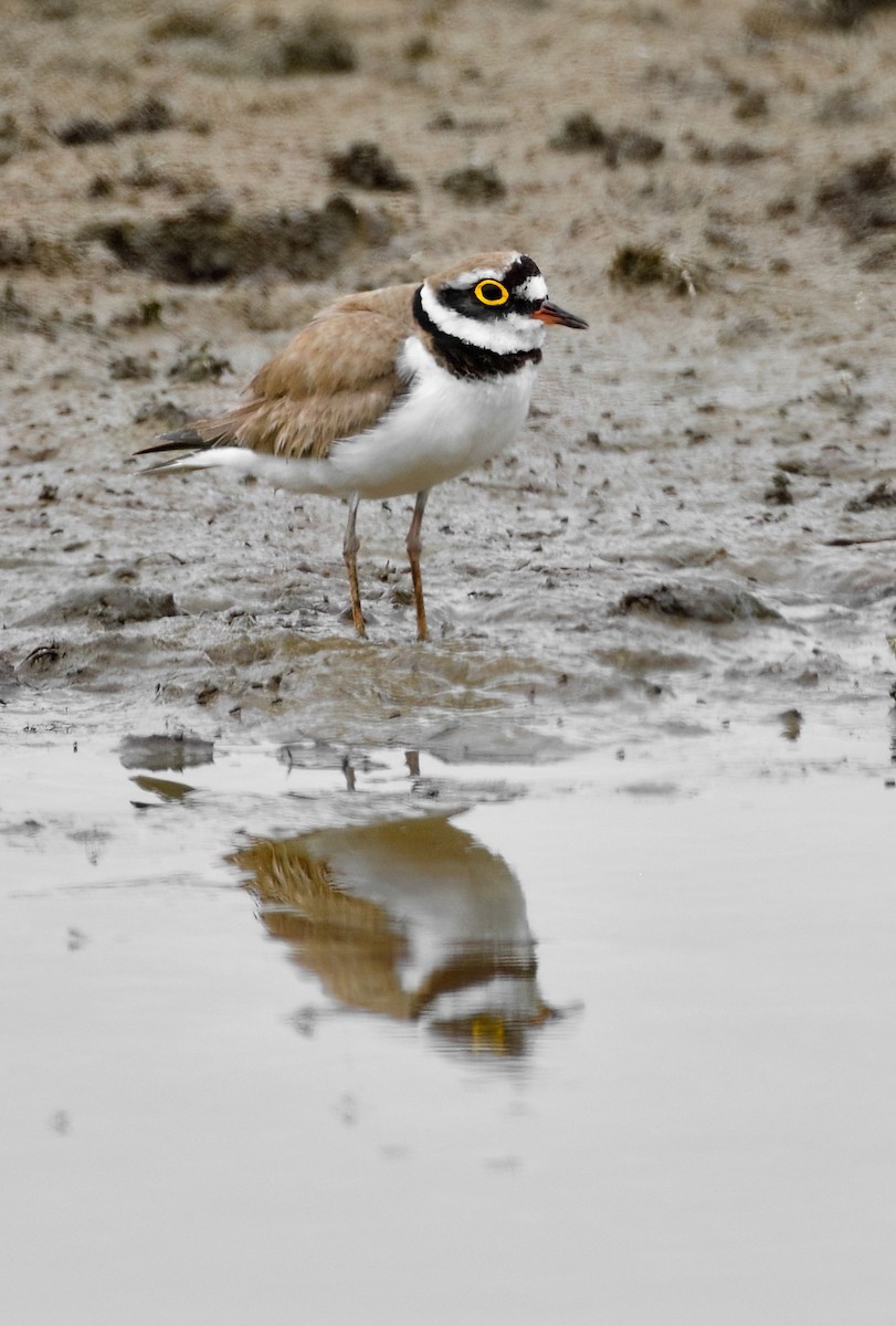 Little Ringed Plover - ML646707514