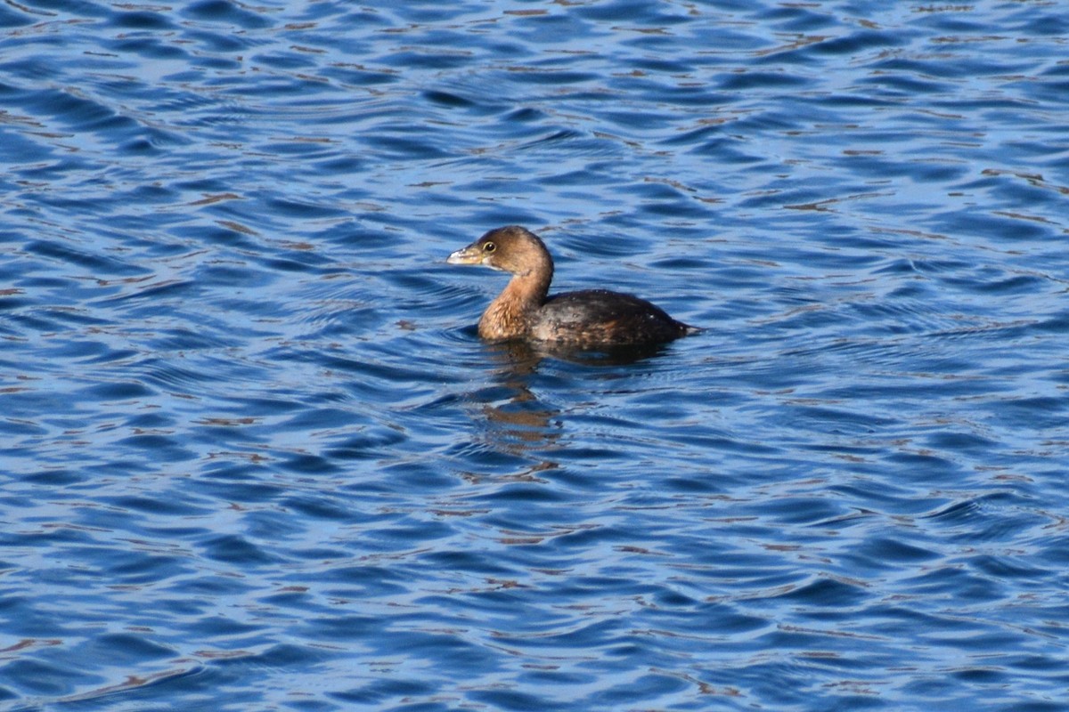 Pied-billed Grebe - ML646707515