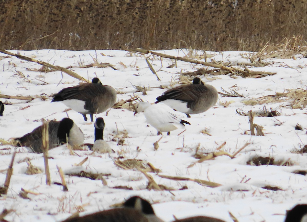 Küçük Kar Kazı - ML646707518