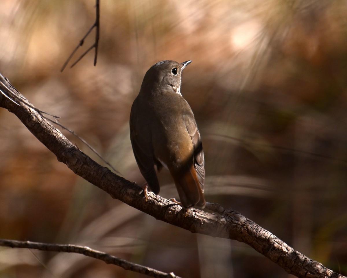 Hermit Thrush - ML646707520