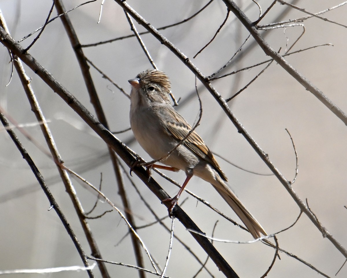 Brewer's Sparrow - ML646707521
