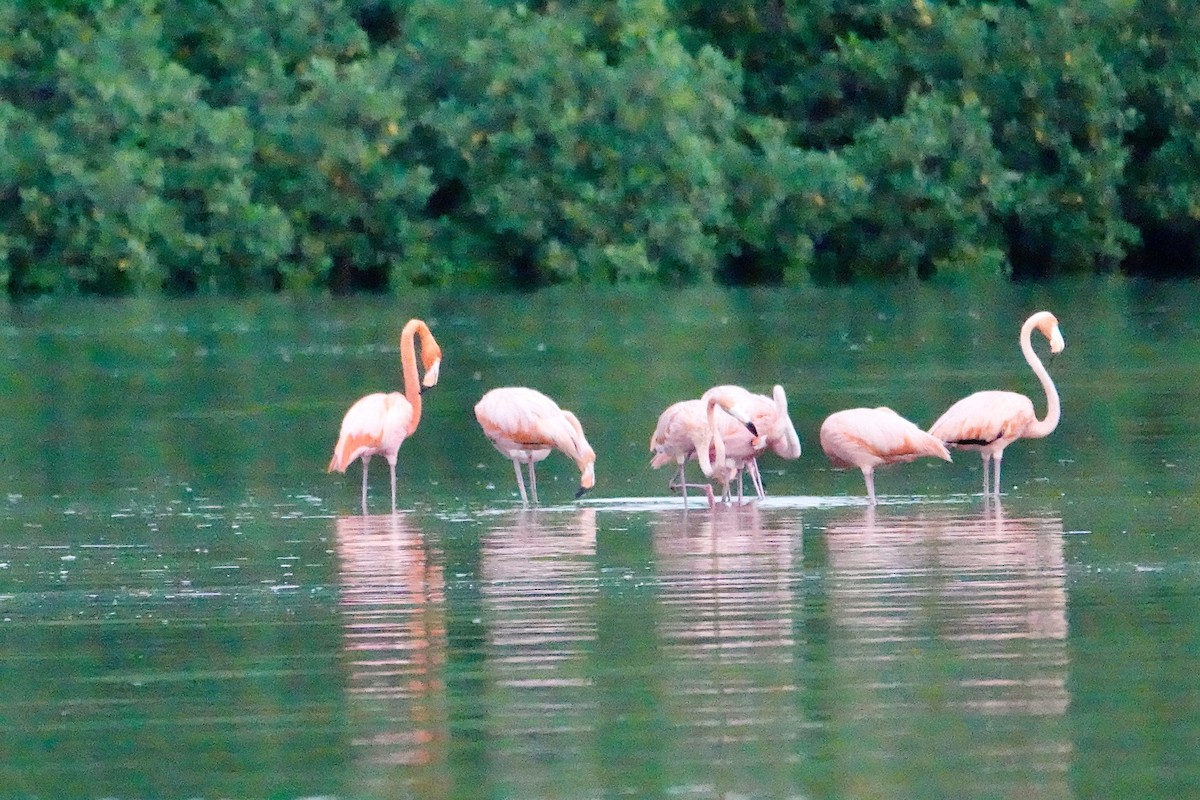 American Flamingo - ML646707522