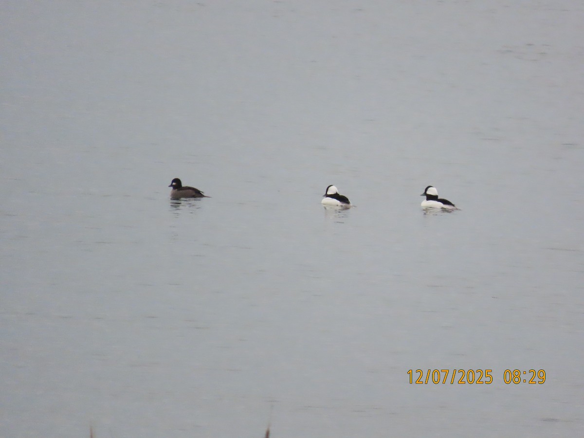 Murgilari buruzuria - ML646707523