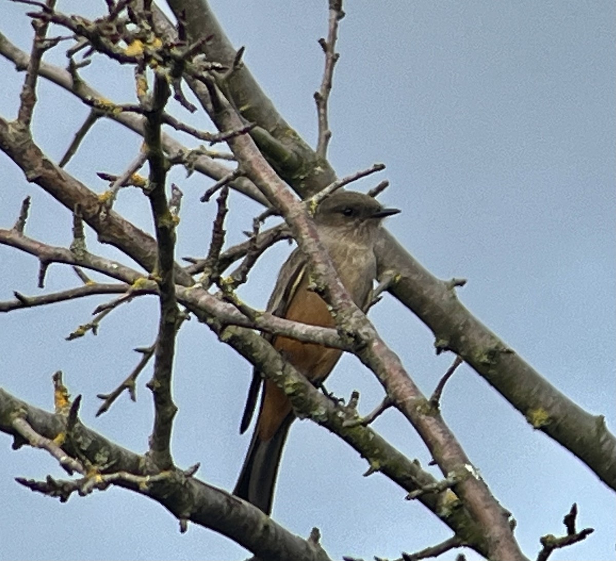 Say's Phoebe - ML646707524