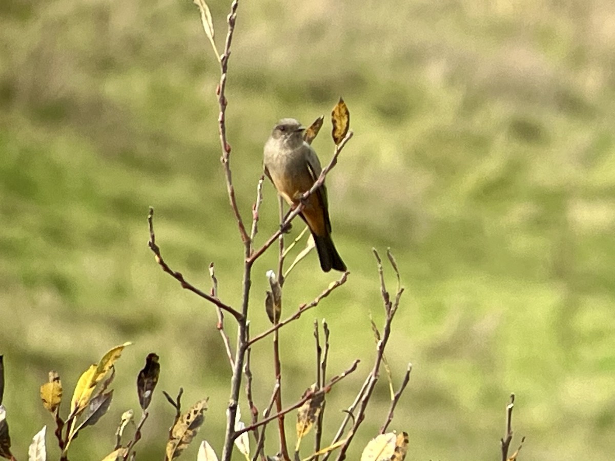 Say's Phoebe - ML646707525